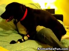 Large black dog going balls deep in a mature whores cock starved fuck hole 